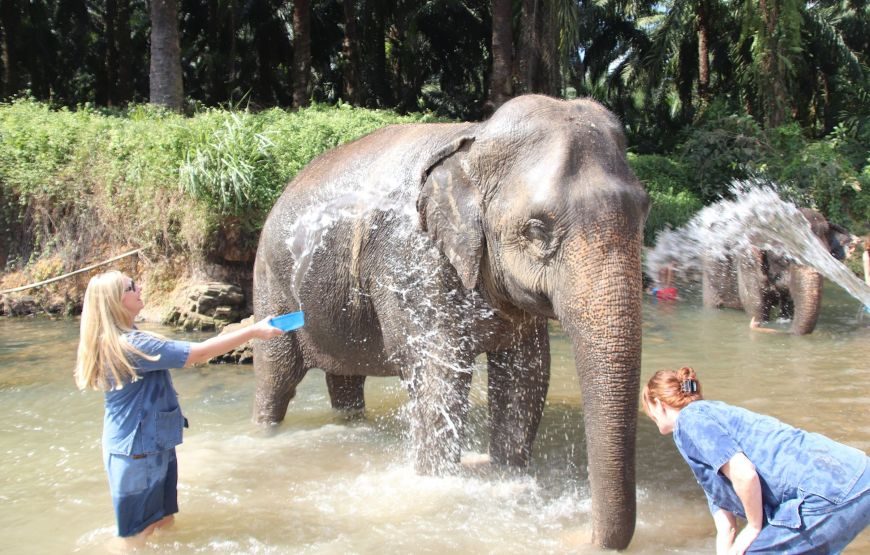 Elephant Sanctuary Love not Riding