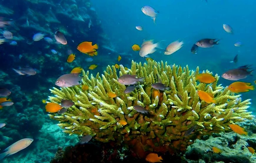 Koh Rok + Koh Haa Islands Private Tour by Speedboat